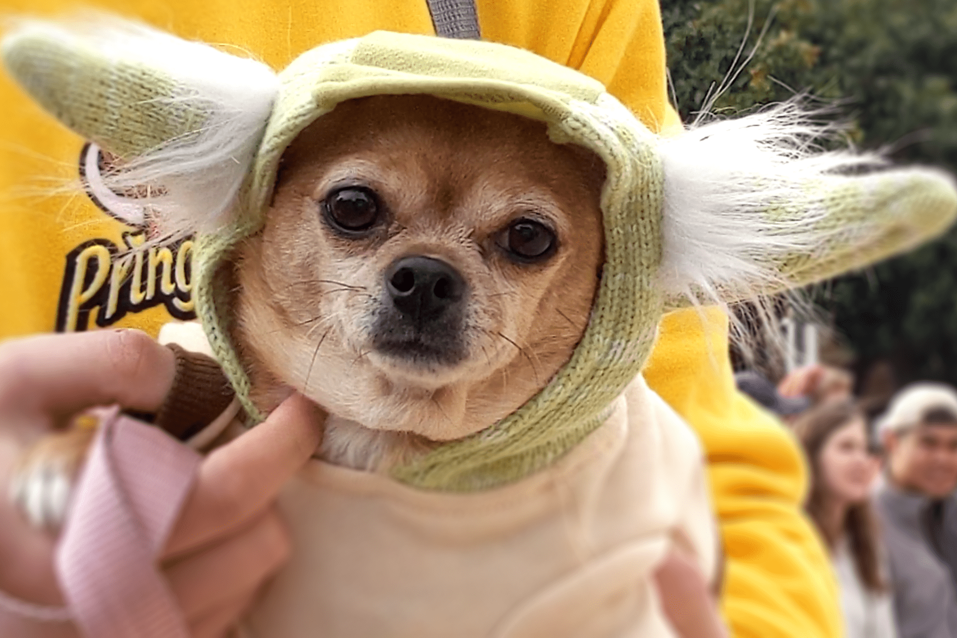 Image of a Chihuahua dressed in a Yoda costume.